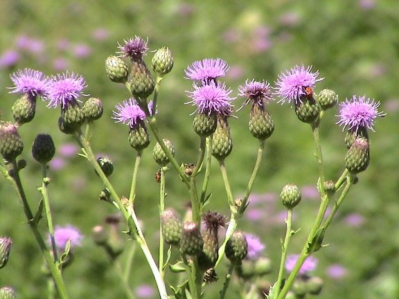 canadian thistle early flowers