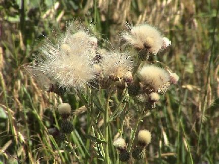 canadian thistle seeds