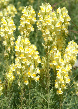 toadflax