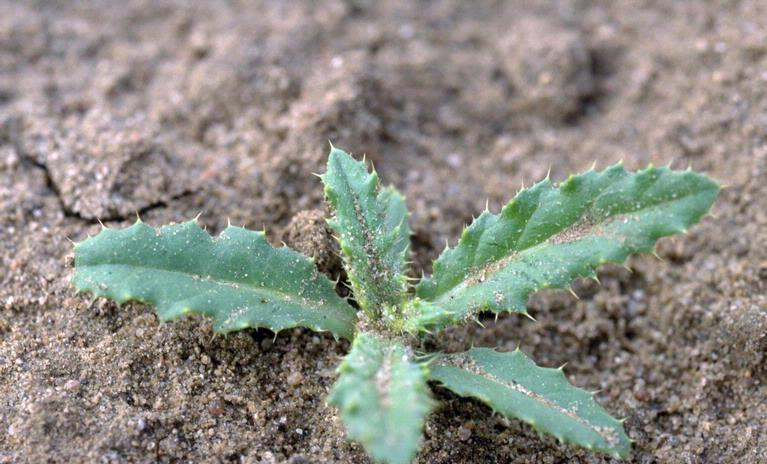 new canadian thistle