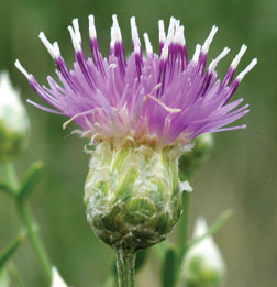 Flower of Russian Knapweed