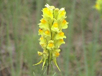 toadflax flowers