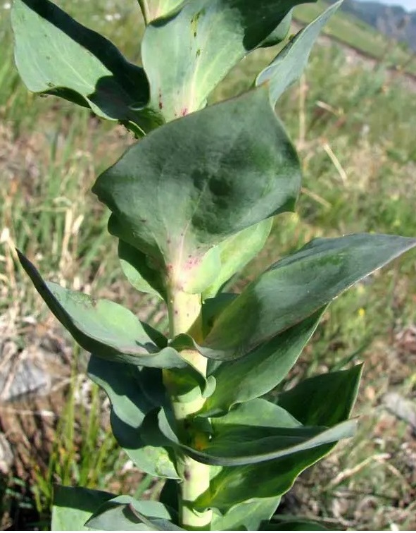 toadflax leaves