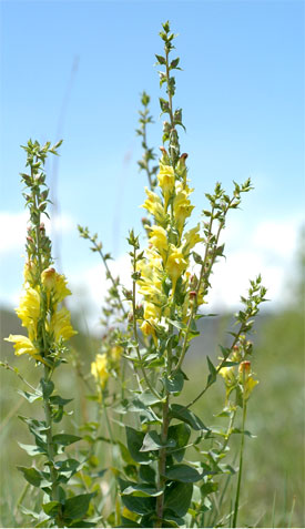 toadflax leaves and flowers